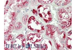 IHC-P analysis of Human Kidney Tissue, with HE staining. (Annexin IV 抗体  (AA 165-260))