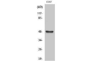 Western Blotting (WB) image for anti-Aurora Kinase A (AURKA) (Tyr128) antibody (ABIN3173879) (Aurora A 抗体  (Tyr128))