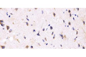 Immunohistochemistry of paraffin-embedded Rat brain using PPP2R4 Polyclonal Antibody at dilution of 1:200 (40x lens). (PPP2R4 抗体)