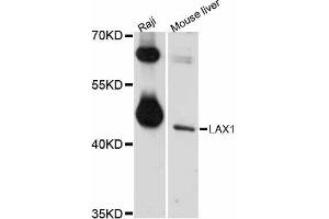 Western blot analysis of extracts of various cell lines, using LAX1 antibody (ABIN5998114) at 1/1000 dilution.