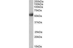 Western Blotting (WB) image for anti-Septin 4 (SEPT4) (AA 48-59) antibody (ABIN793201) (Septin 4 抗体  (AA 48-59))