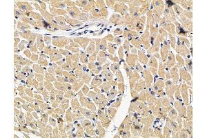 ABIN7096619 and ABIN7100683 at 1/100 staining rat heart tissue by IHC-P. (SPCS3 抗体)