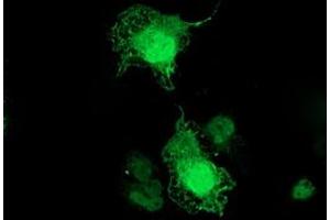 Anti-TMOD1 mouse monoclonal antibody (ABIN2454779) immunofluorescent staining of COS7 cells transiently transfected by pCMV6-ENTRY TMOD1 (RC201134). (Tropomodulin 1 抗体)