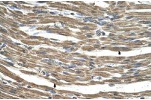 Immunohistochemical staining (Formalin-fixed paraffin-embedded sections) of human muscle with C21orf33 polyclonal antibody  at 4-8 ug/mL working concentration. (C21orf33 抗体  (N-Term))