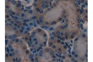 Detection of LAMA1 in Mouse Kidney Tissue using Polyclonal Antibody to Laminin Alpha 1 (LAMA1)