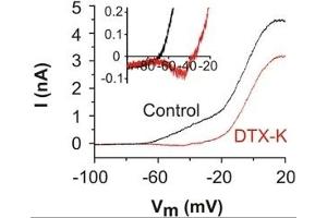 Dendrotoxin-K blocks LVA K+ currents in cultured mouse SGNs. (Dendrotoxin-K 蛋白)