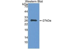 Western Blotting (WB) image for anti-Complement Component 1, Q Subcomponent, A Chain (C1QA) (AA 28-245) antibody (ABIN1862257) (C1QA 抗体  (AA 28-245))