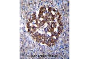 PCDH20 Antibody (Center) immunohistochemistry analysis in formalin fixed and paraffin embedded human pancreas tissue followed by peroxidase conjugation of the secondary antibody and DAB staining. (PCDH20 抗体  (Middle Region))