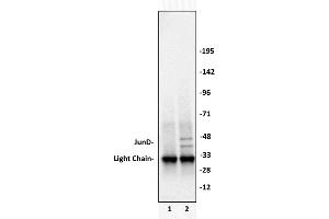 JunD antibody (pAb) tested by Immunoprecipitation. (JunD 抗体  (N-Term))