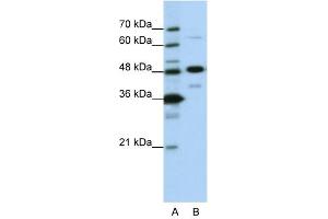 NOL4 antibody used at 0. (NOL4 抗体  (N-Term))