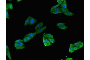 Immunofluorescent analysis of HepG2 cells using ABIN7172274 at dilution of 1:100 and Alexa Fluor 488-congugated AffiniPure Goat Anti-Rabbit IgG(H+L) (TLR5 抗体  (AA 682-850))