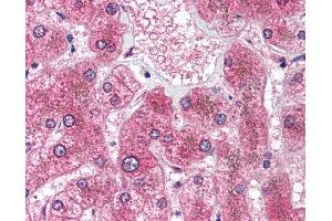 Anti-HSD11B1 antibody IHC of human liver. (HSD11B1 抗体  (AA 77-92))