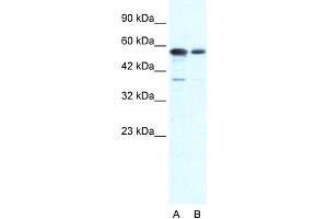 WB Suggested Anti-G22P1 Antibody Titration:  0. (XRCC6 抗体  (N-Term))