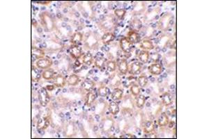 Immunohistochemistry in mouse kidney tissue using Nephrin Antibody at 1 μg/ml. (Nephrin 抗体  (C-Term))