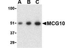 Western Blotting (WB) image for anti-Poly(rC) Binding Protein 4 (PCBP4) (C-Term) antibody (ABIN1030510) (PCBP4 抗体  (C-Term))