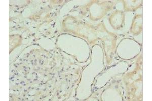 Immunohistochemistry of paraffin-embedded human kidney tissue using ABIN7154419 at dilution of 1:100 (GZMH 抗体  (AA 20-246))