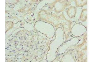 Immunohistochemistry of paraffin-embedded human kidney tissue using ABIN7154419 at dilution of 1:100