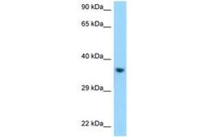 Image no. 1 for anti-Killer Cell Immunoglobulin-Like Receptor, Two Domains, Long Cytoplasmic Tail, 1 (KIR2DL1) (C-Term) antibody (ABIN6748073)