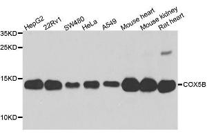 Western blot analysis of extracts of various cell lines, using COX5B antibody. (COX5B 抗体  (AA 32-129))