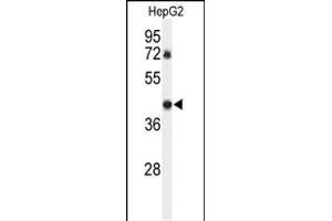 Western blot analysis of DDX39 Antibody (Center ) (ABIN652341 and ABIN2841566) in HepG2 cell line lysates (35 μg/lane). (DDX39 抗体  (AA 250-277))