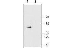 Western blot analysis of rat heart membranes: - 1. (Connexin 43/GJA1 抗体  (C-Term, Intracellular))