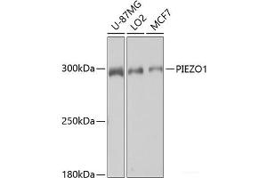 Western blot analysis of extracts of various cell lines using PIEZO1 Polyclonal Antibody at dilution of 1:1000. (PIEZO1 抗体)
