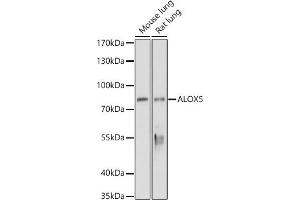 Western Blotting (WB) image for anti-Arachidonate 5-Lipoxygenase (ALOX5) (AA 1-300) antibody (ABIN3023073)