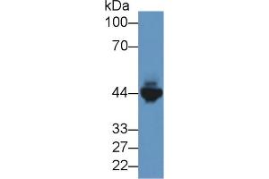 Western blot analysis of Mouse Heart lysate, using Rabbit Anti-Human CKM Antibody (2 µg/ml) and HRP-conjugated Goat Anti-Rabbit antibody (abx400043, 0. (CKM 抗体  (AA 11-367))