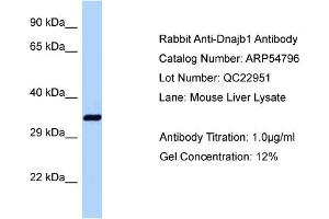 Western Blotting (WB) image for anti-DnaJ (Hsp40) Homolog, Subfamily B, Member 1 (DNAJB1) (C-Term) antibody (ABIN2785889) (DNAJB1 抗体  (C-Term))