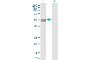 Western Blotting (WB) image for anti-Cytochrome P450, Family 11, Subfamily A, Polypeptide 1 (CYP11A1) (AA 1-521) antibody (ABIN514846)