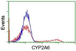 HEK293T cells transfected with either RC222995 overexpress plasmid (Red) or empty vector control plasmid (Blue) were immunostained by anti-CYP2A6 antibody (ABIN2455225), and then analyzed by flow cytometry. (CYP2A6 抗体)