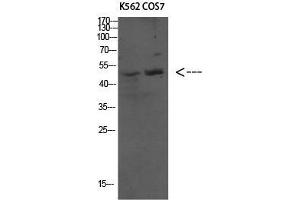 Western Blot (WB) analysis of specific cells using Antibody diluted at 1:1000. (ATG4C 抗体  (N-Term))