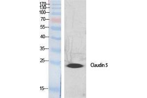 Western Blotting (WB) image for anti-Claudin 5 (CLDN5) (C-Term) antibody (ABIN3174428) (Claudin 5 抗体  (C-Term))
