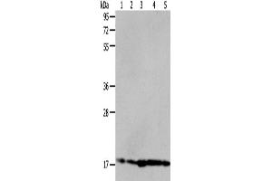 Western Blotting (WB) image for anti-ADP-Ribosylation Factor 6 (ARF6) antibody (ABIN2425526) (ARF6 抗体)