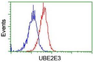 Image no. 3 for anti-Ubiquitin-Conjugating Enzyme E2E 3 (UBE2E3) antibody (ABIN1501615) (UBE2E3 抗体)