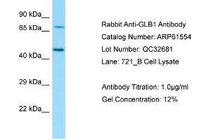 Western Blotting (WB) image for anti-Galactosidase, beta 1 (GLB1) (N-Term) antibody (ABIN970770) (GLB1 抗体  (N-Term))