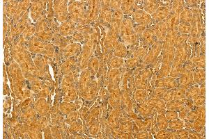 ABIN6264778 and ABIN6272928 at 1/100 staining Rat kidney tissue by IHC-P. (Ribonuclease H1 抗体  (Internal Region))