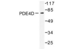 Image no. 1 for anti-phosphodiesterase 4D, cAMP-Specific (PDE4D) antibody (ABIN272057) (PDE4D 抗体)