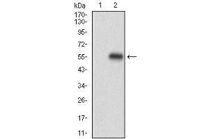 Western Blotting (WB) image for anti-Perilipin 2 (PLIN2) (AA 286-437) antibody (ABIN1724917)