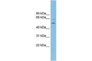 WB Suggested Anti-C2orf30 Antibody Titration: 0. (C2orf30 抗体  (Middle Region))