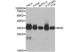Western blot analysis of extracts of various cell lines, using EMD antibody (ABIN6290347) at 1:1000 dilution. (Emerin 抗体)