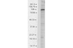 Western Blot analysis of Rat brain membrane lysate showing detection of HCN1 protein using Mouse Anti-HCN1 Monoclonal Antibody, Clone S70-28 . (HCN1 抗体  (AA 778-910) (Atto 594))