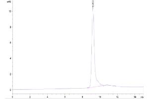 Size-exclusion chromatography-High Pressure Liquid Chromatography (SEC-HPLC) image for Insulin-Like Growth Factor Binding Protein 2, 36kDa (IGFBP2) (AA 33-325) protein (His tag) (ABIN7274858)
