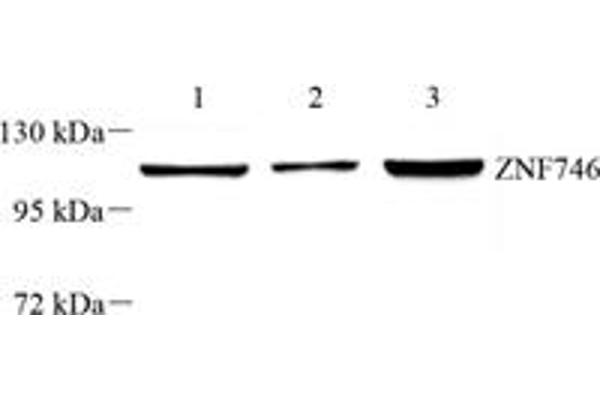 ZNF746 anticorps