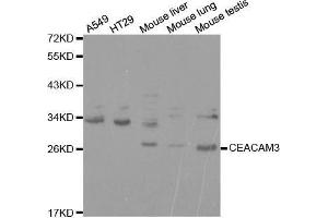 Western blot analysis of extracts of various cell lines, using CEACAM3 antibody. (CEACAM3 抗体  (AA 1-135))