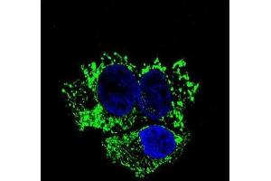 Immunofluorescence (IF) image for anti-Aldehyde Dehydrogenase 2 Family (Mitochondrial) (ALDH2) antibody (ABIN2995313) (ALDH2 抗体)
