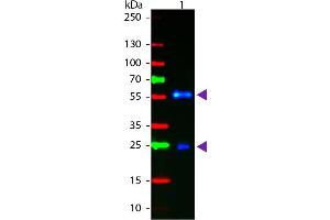 Western blot of Fluorescein conjugated Goat F(ab’)2 Anti-Biotin secondary antibody. (Biotin 抗体  (FITC))