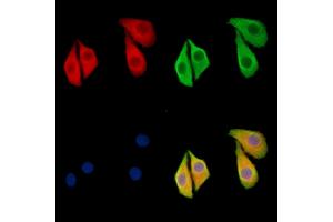 ABIN6260447 and ABIN6279233 staining Hela cells by IF/ICC.