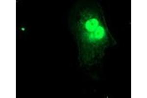 Anti-FXN mouse monoclonal antibody (ABIN2455587) immunofluorescent staining of COS7 cells transiently transfected by pCMV6-ENTRY FXN (RC204880). (Frataxin 抗体)
