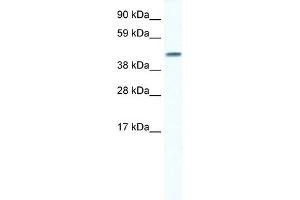 WB Suggested Anti-GJA5 Antibody Titration:  0. (Cx40/GJA5 抗体  (N-Term))